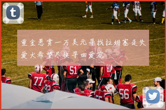 重金悬赏一万美元寻找拉姆塞走失爱犬希望尽快寻回爱宠
